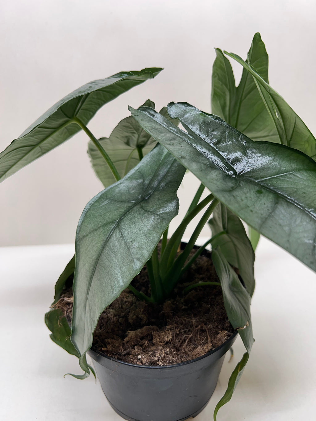Alocasia 'Dragons Breath' | | Wiccan Center