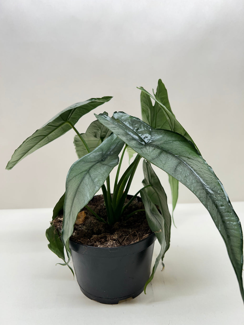 Alocasia 'Dragons Breath' | | Wiccan Center