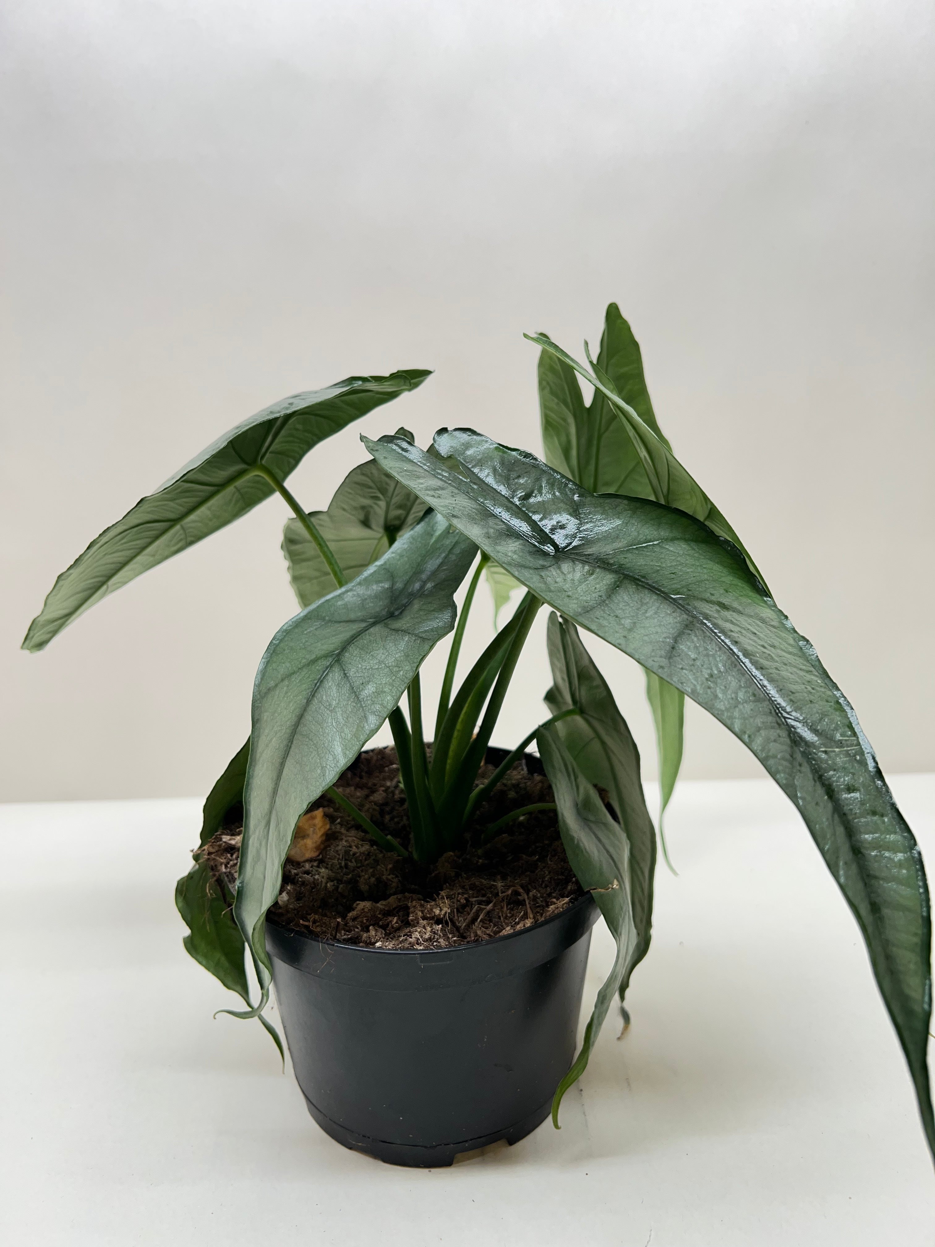 Alocasia 'Dragons Breath' | | Wiccan Center
