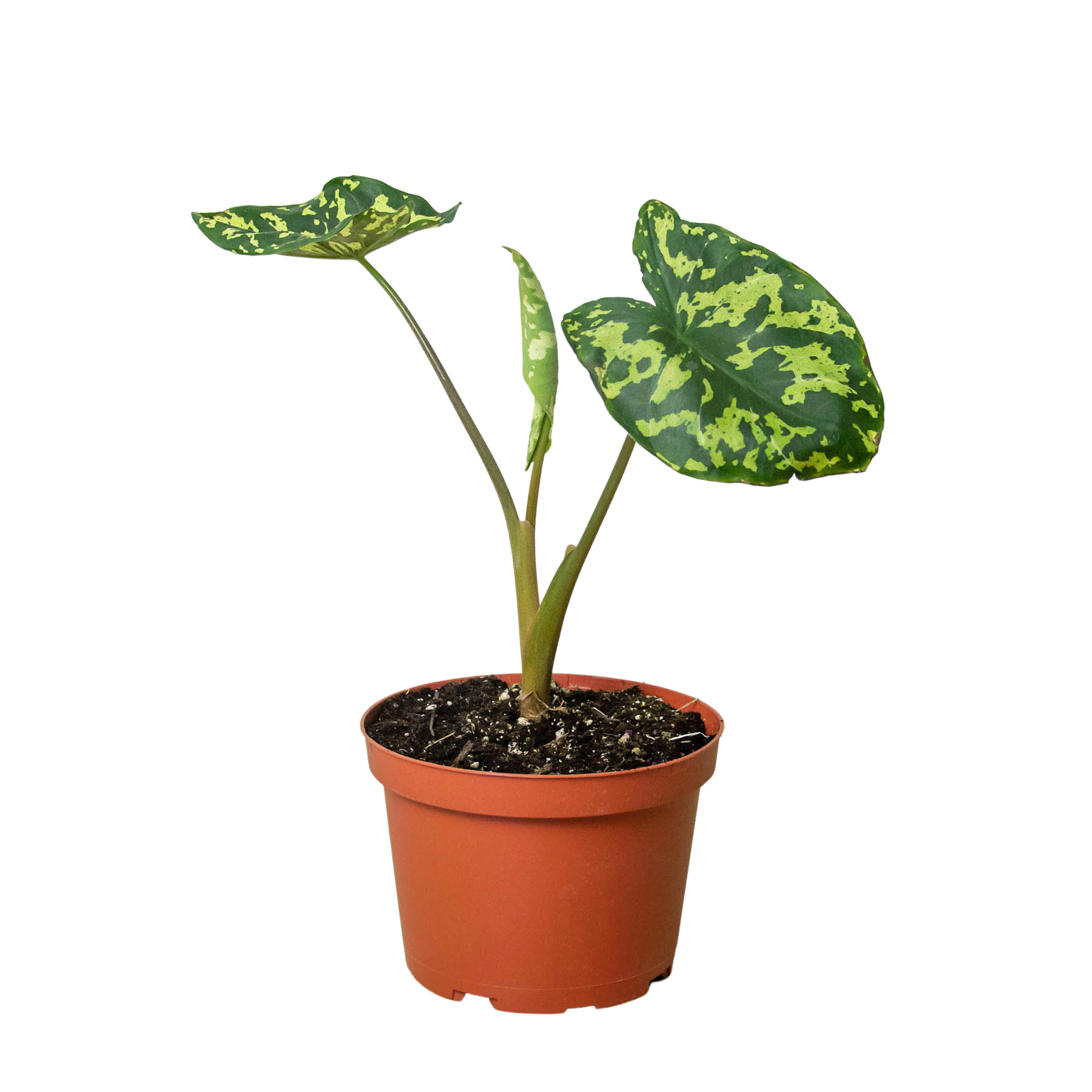 Alocasia 'Hilo Beauty' | Indoor Plants | Wiccan Center