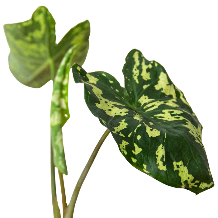Alocasia 'Hilo Beauty' | Indoor Plants | Wiccan Center