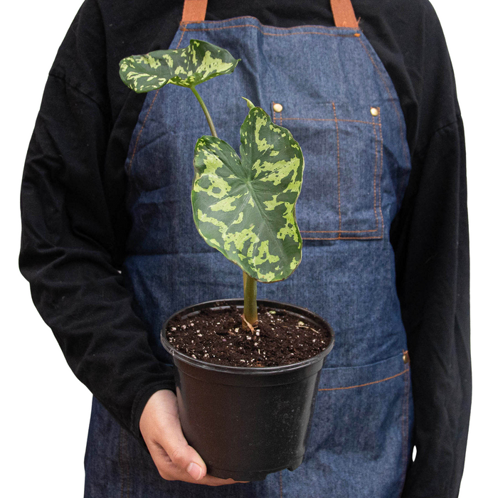 Alocasia 'Hilo Beauty' | Indoor Plants | Wiccan Center