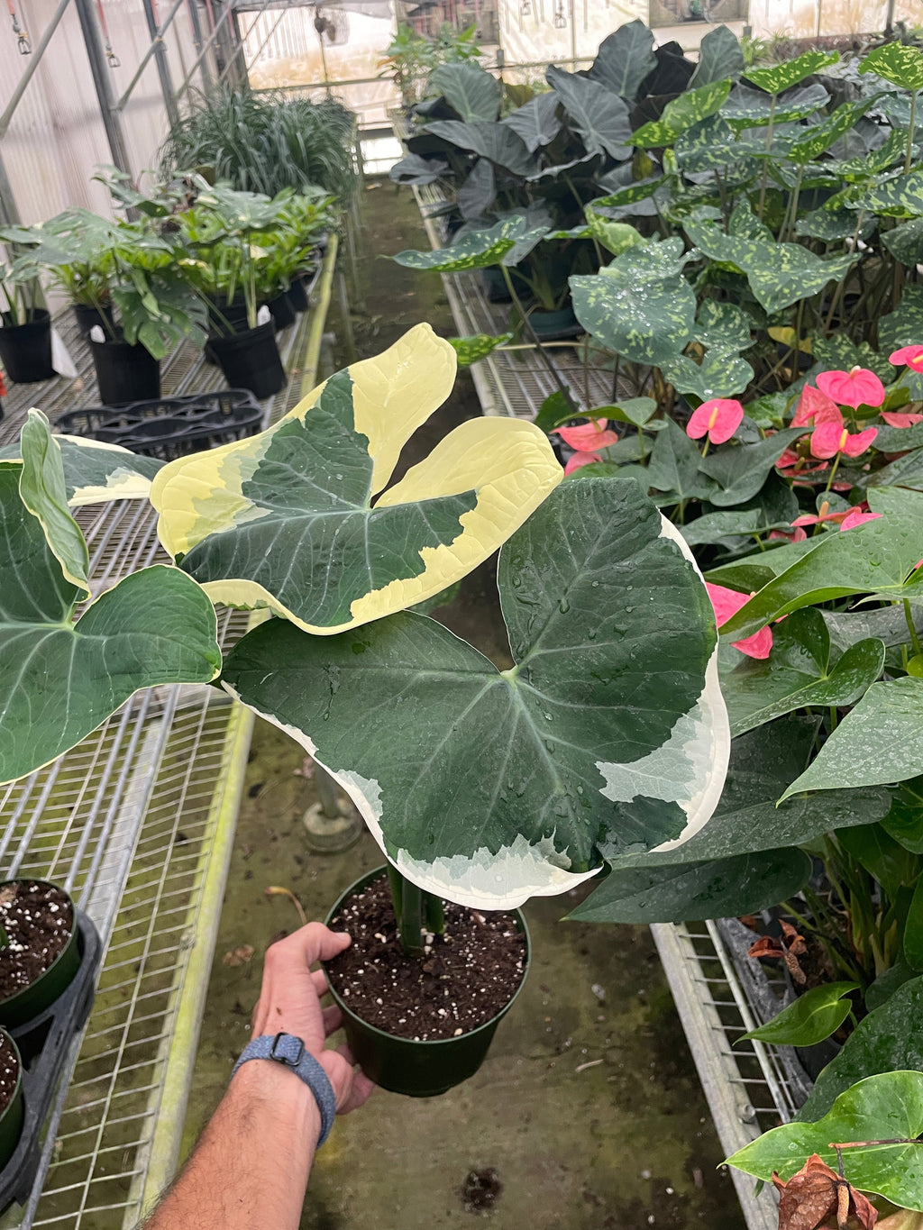 Alocasia 'Mickey Mouse' (Xanthosoma sagittifolium 'Variegatum Monstrosum') | Indoor Plants | Wiccan Center