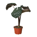 Alocasia 'Serendipity' | Indoor Plants | Wiccan Center