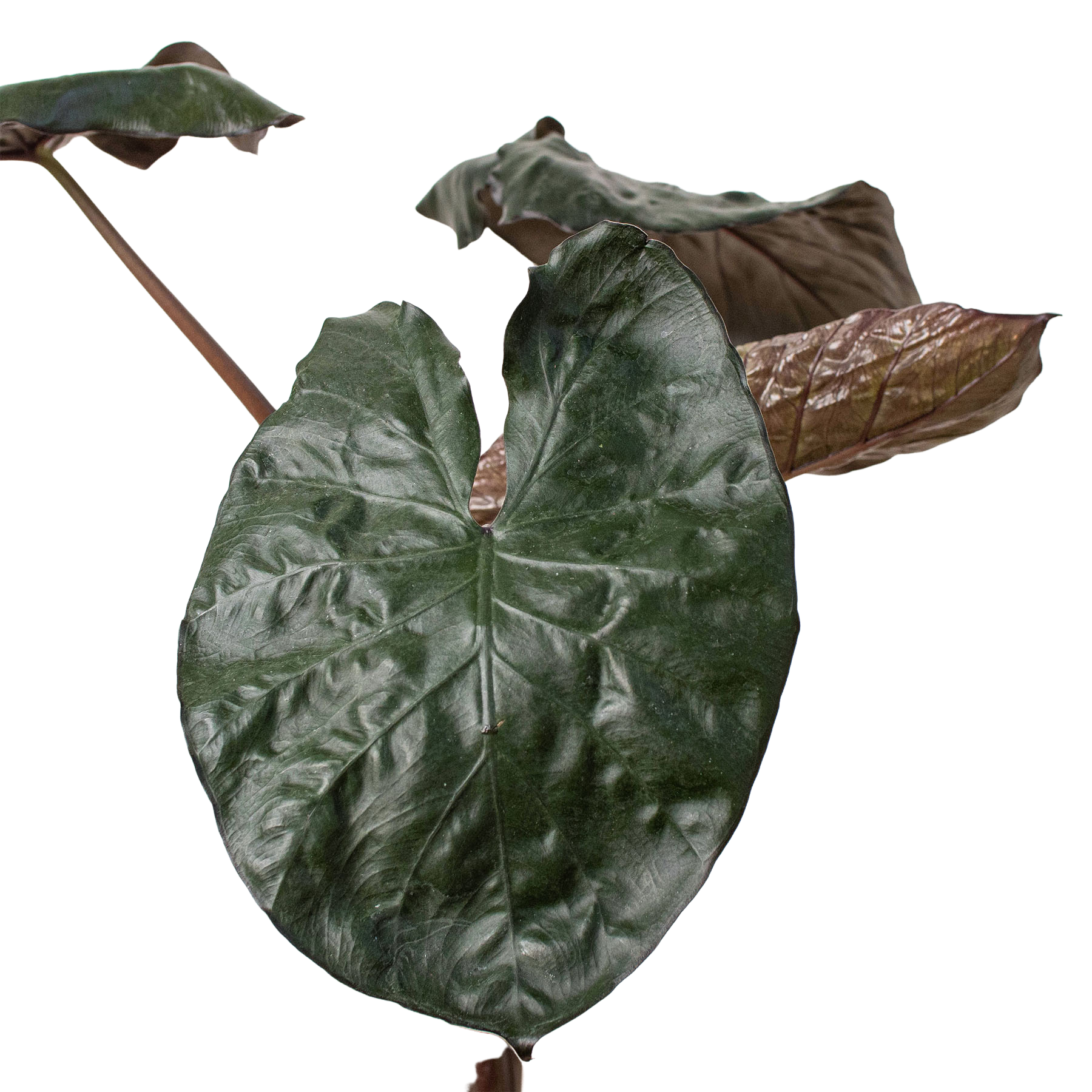 Alocasia 'Serendipity' | Indoor Plants | Wiccan Center