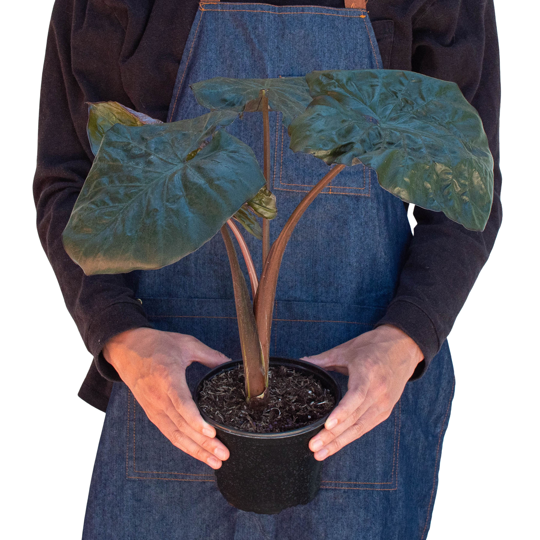 Alocasia 'Serendipity' | Indoor Plants | Wiccan Center