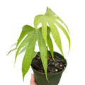 Anthurium Fingers | | Wiccan Center