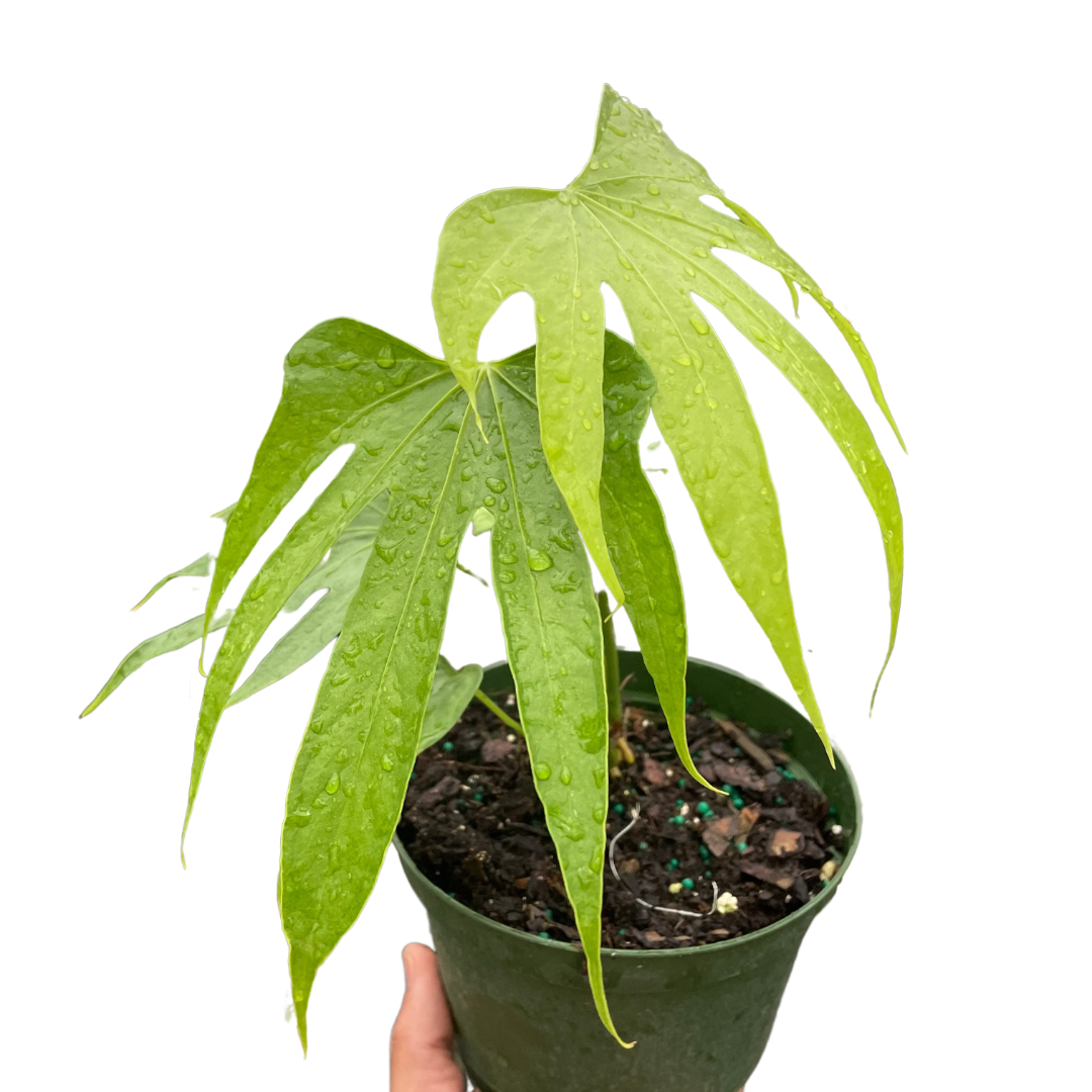 Anthurium Fingers | | Wiccan Center