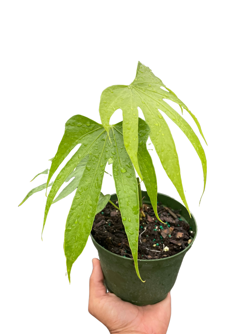 Anthurium Fingers | | Wiccan Center