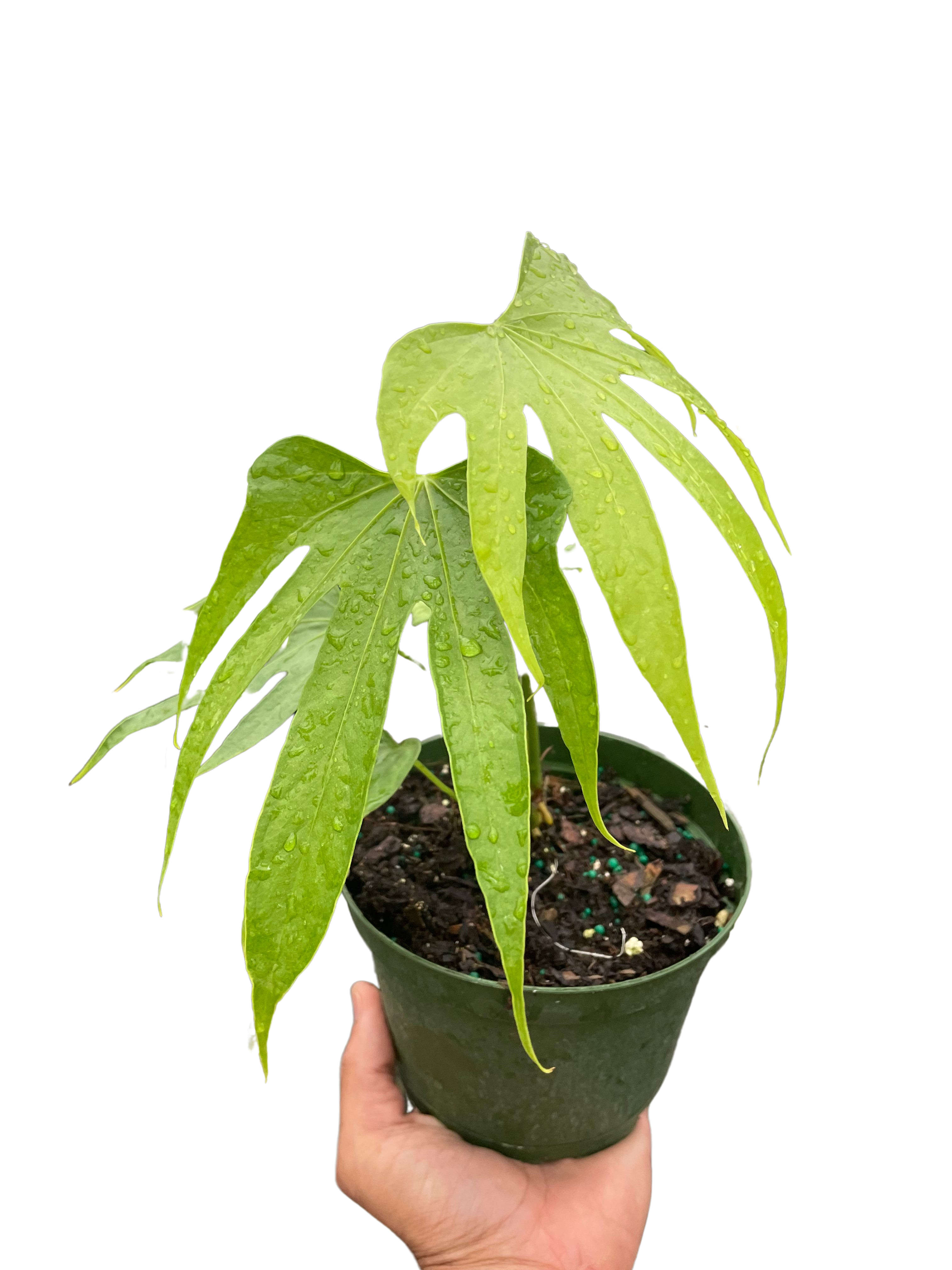 Anthurium Fingers | | Wiccan Center