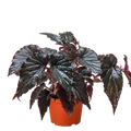 Begonia 'Black Magic'