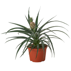 Bromeliad 'Yellow Pineapple' - 6" Pot | Indoor Plants | Wiccan Center