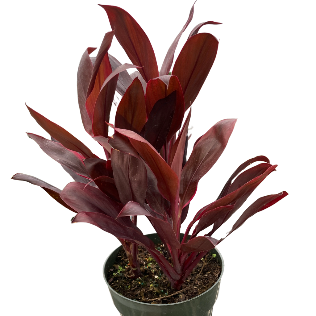 Cordyline 'Calypso Queen' | Indoor Plants | Wiccan Center