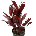 Cordyline 'Calypso Queen' | Indoor Plants | Wiccan Center