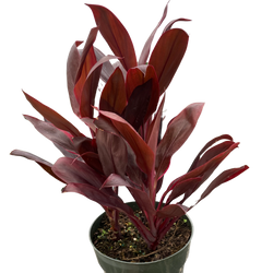 Cordyline 'Calypso Queen' | Indoor Plants | Wiccan Center