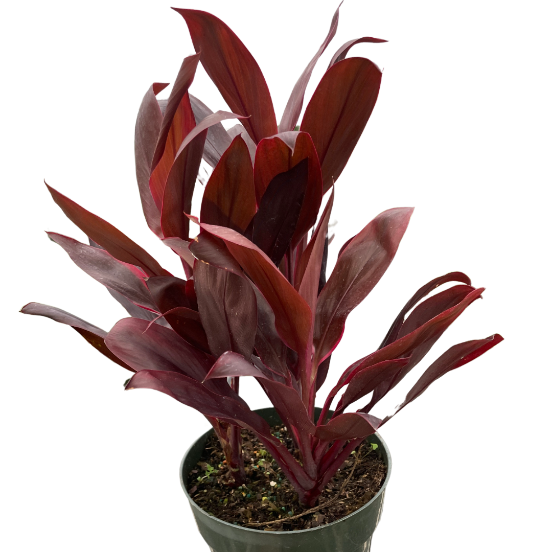 Cordyline 'Calypso Queen' | Indoor Plants | Wiccan Center