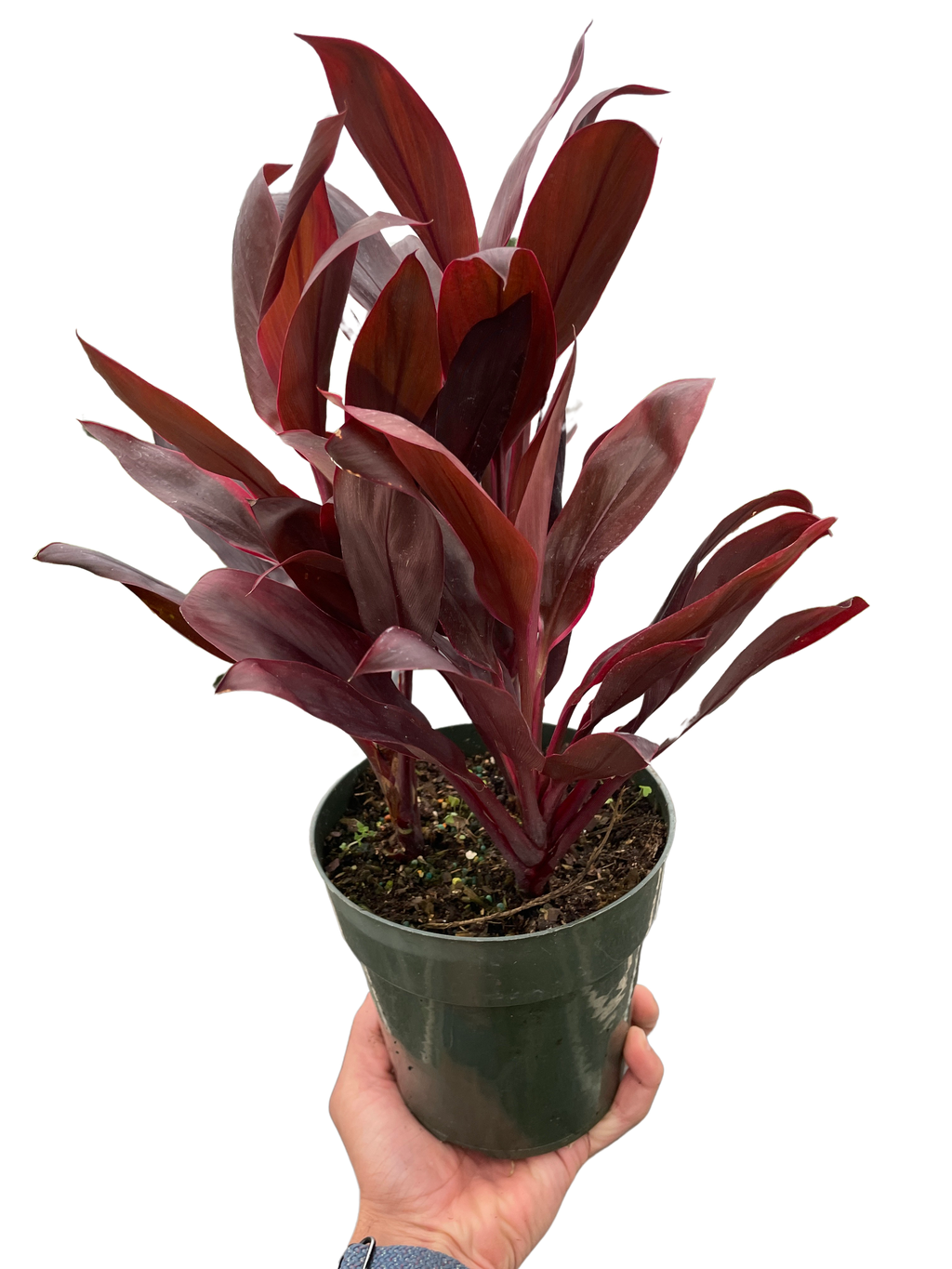 Cordyline 'Calypso Queen' | Indoor Plants | Wiccan Center