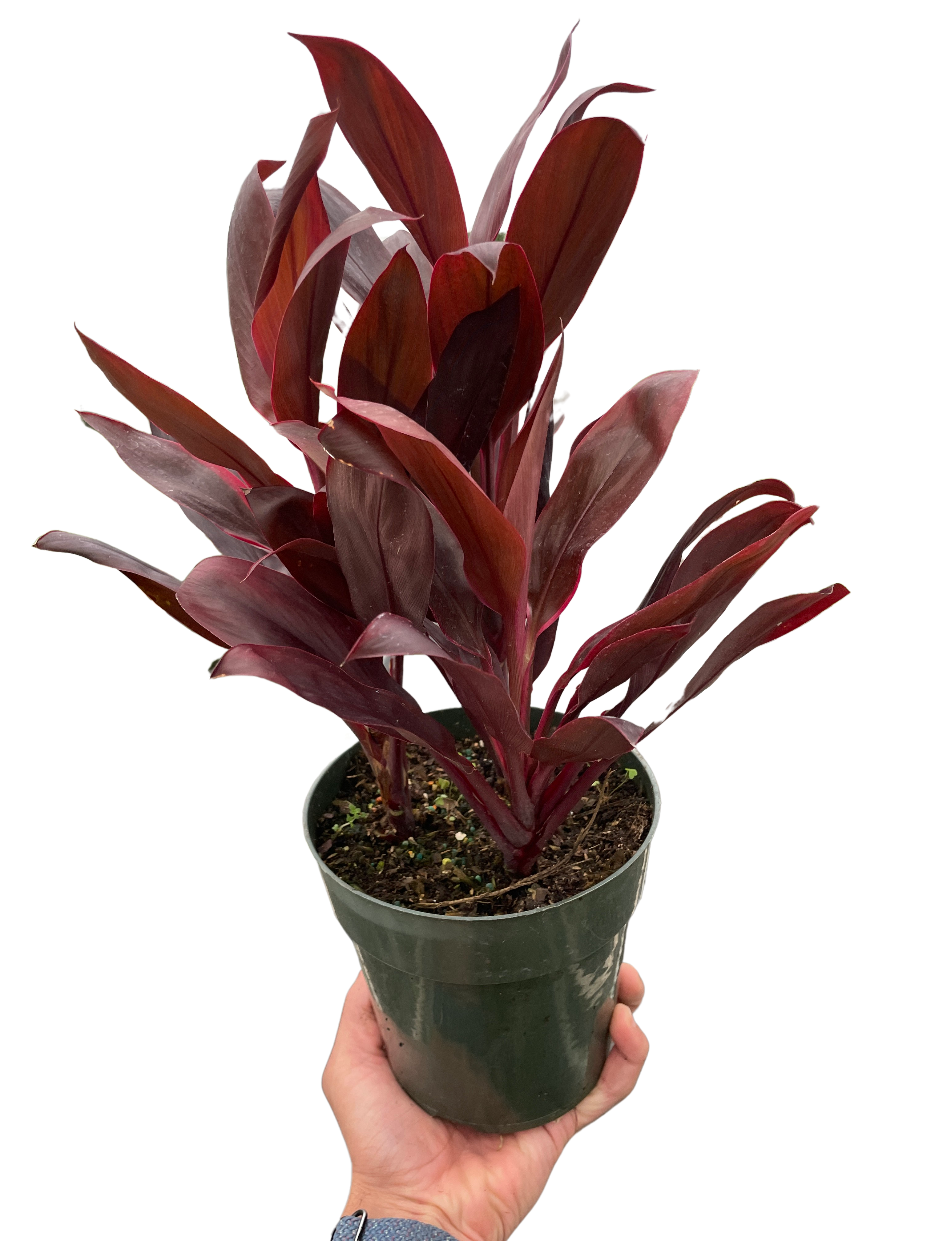 Cordyline 'Calypso Queen' | Indoor Plants | Wiccan Center