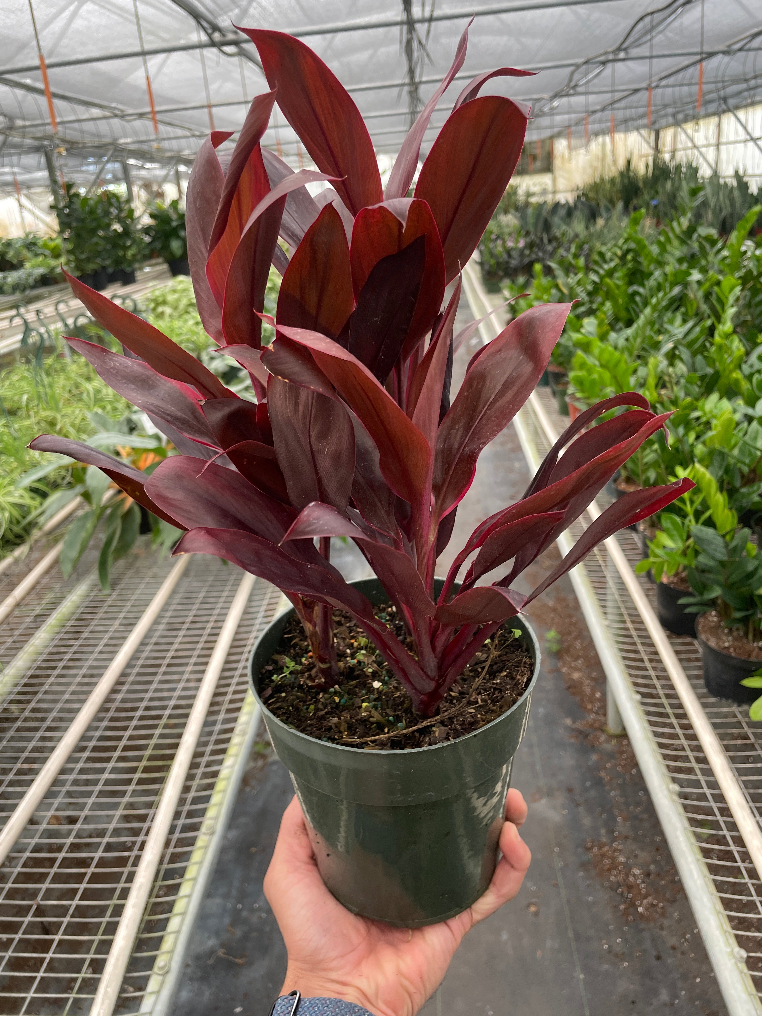 Cordyline 'Calypso Queen' | Indoor Plants | Wiccan Center