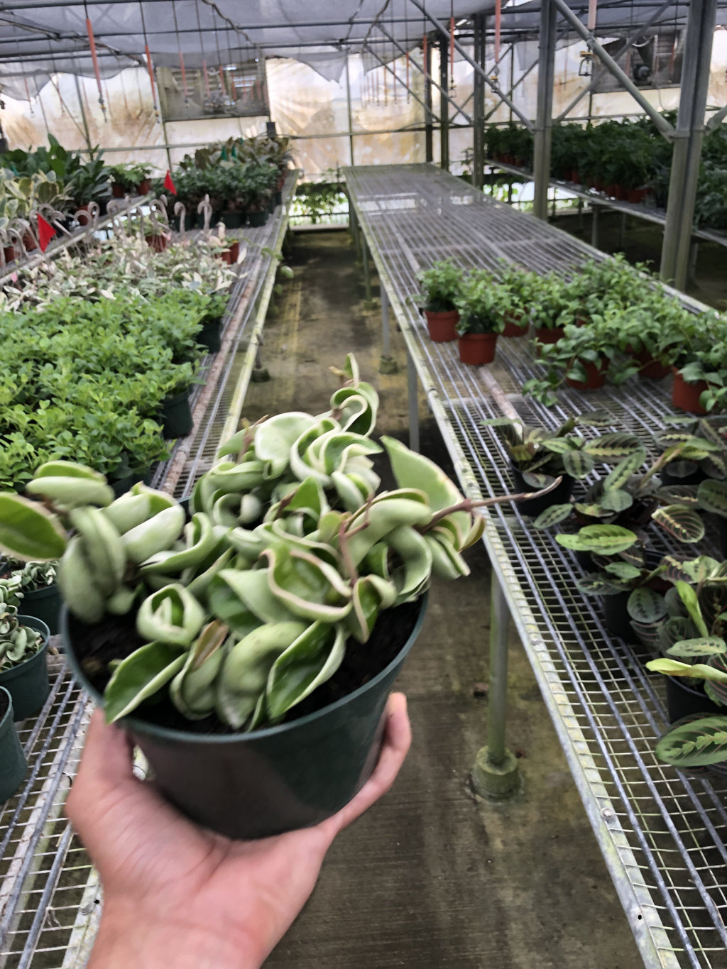 Hoya 'Rope Plant' Variegated | 4" Plant | Wiccan Center