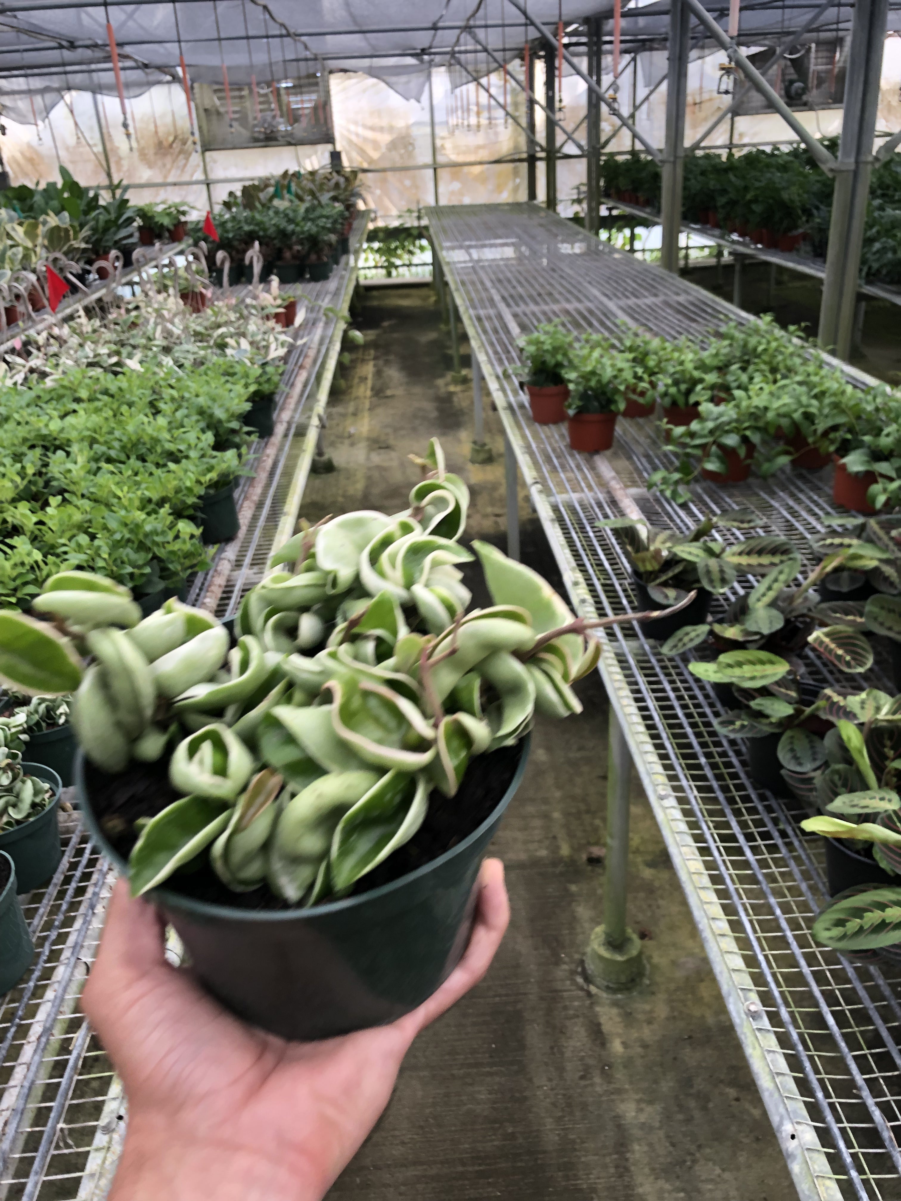 Hoya 'Rope Plant' Variegated | 4" Plant | Wiccan Center