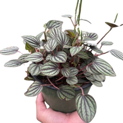 Peperomia 'Picollo Banda' | Indoor Plants | Wiccan Center