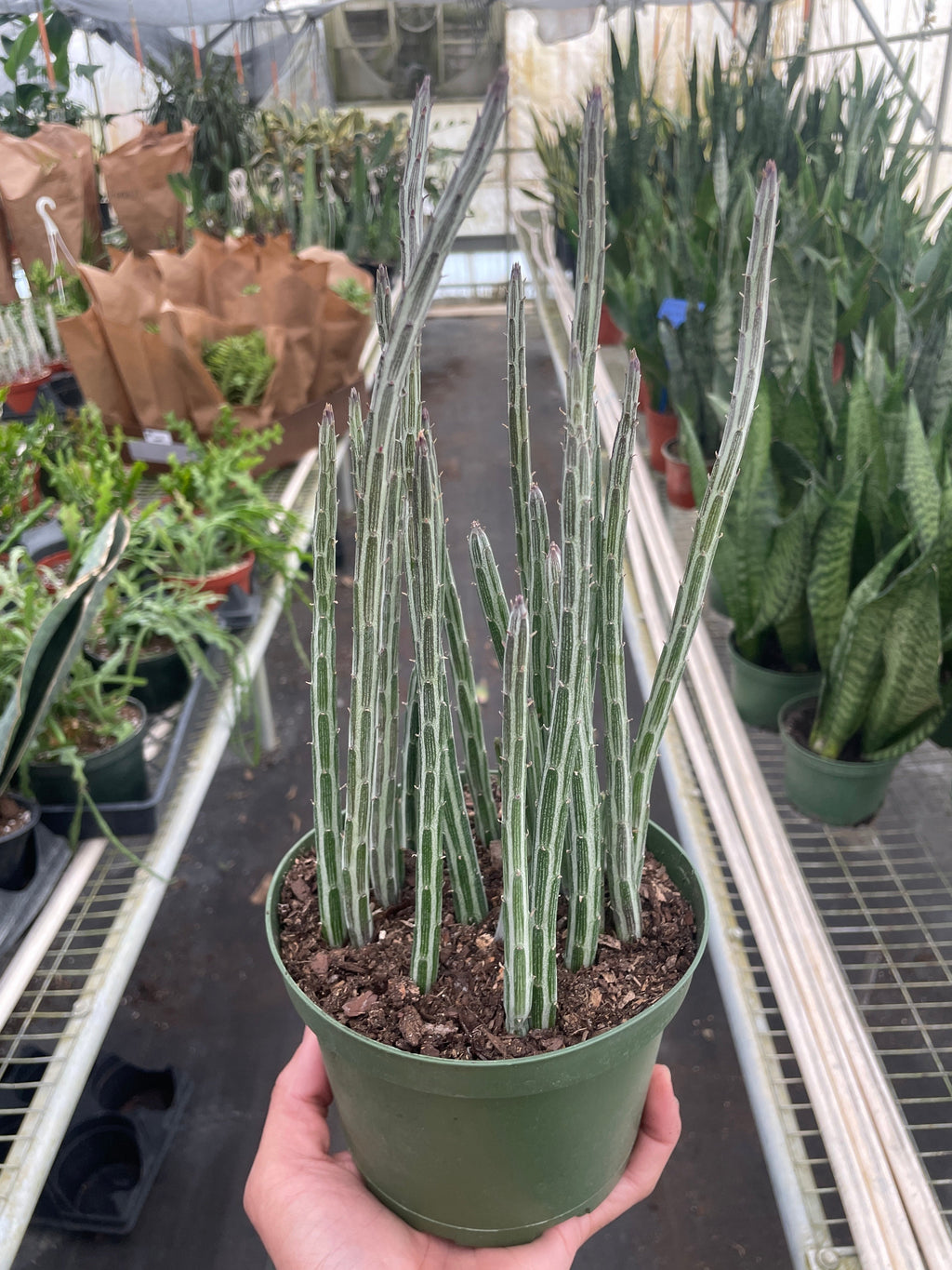 Senecio Stapeliiformis Pickle Plant | 4" Plant | Wiccan Center