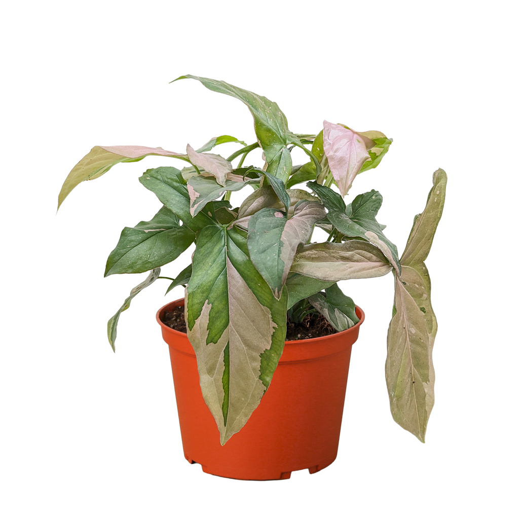 Syngonium 'Pink Splash' - 4" Pot | Indoor Plants | Wiccan Center