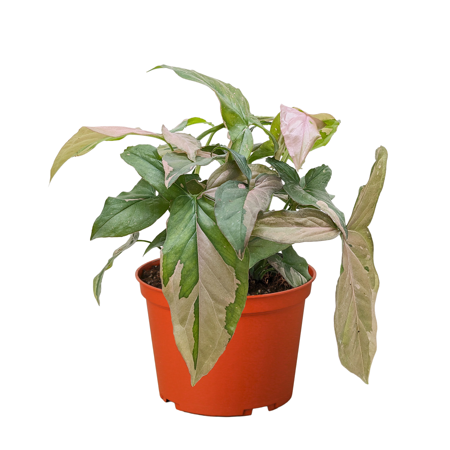 Syngonium 'Pink Splash' - 4" Pot | Indoor Plants | Wiccan Center