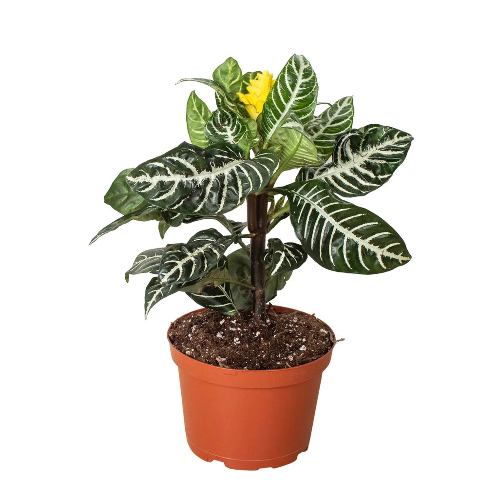 Zebra 'Aphelandra' | Indoor Plants | Wiccan Center