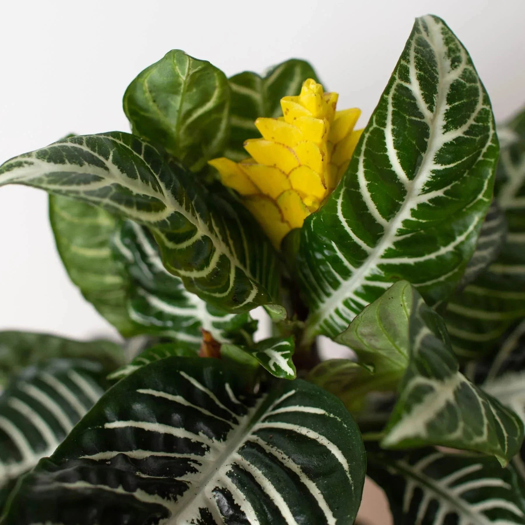 Zebra 'Aphelandra' | Indoor Plants | Wiccan Center