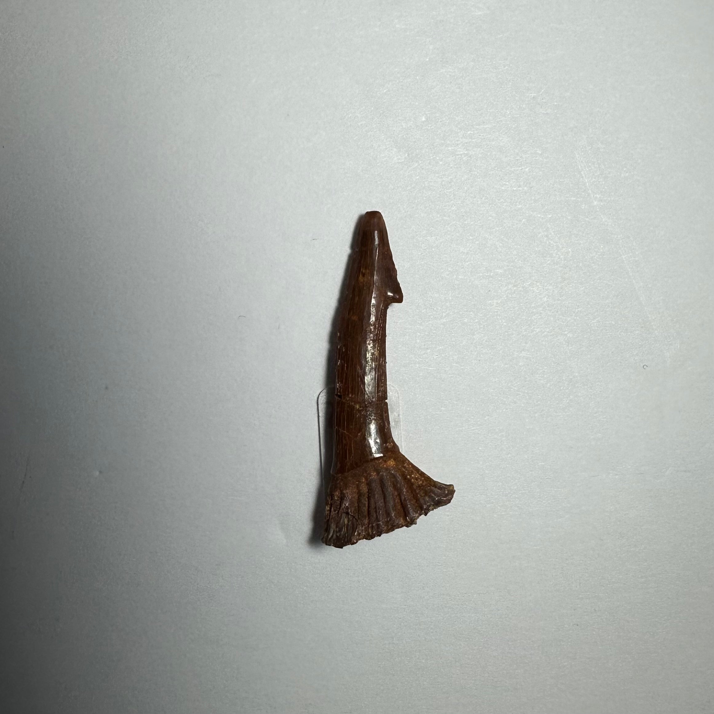 Onchopristis Barb/Tooth (SM) from Morocco | Fossils | Wiccan Center