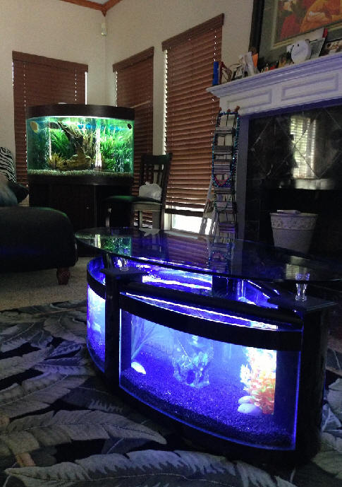 WARRANTY INCLUDED! 60 gallon GLASS oval round table aquarium fish tank setup | Pet Supplies > Fish & Aquariums > Aquariums & Tanks | Wiccan Center
