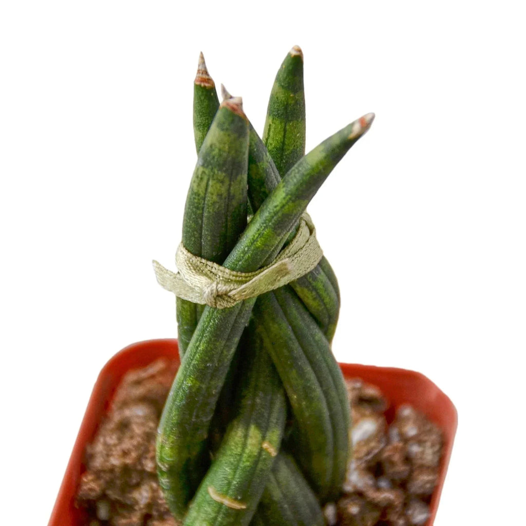 Snake Plant Braided | 4" Plant | Wiccan Center