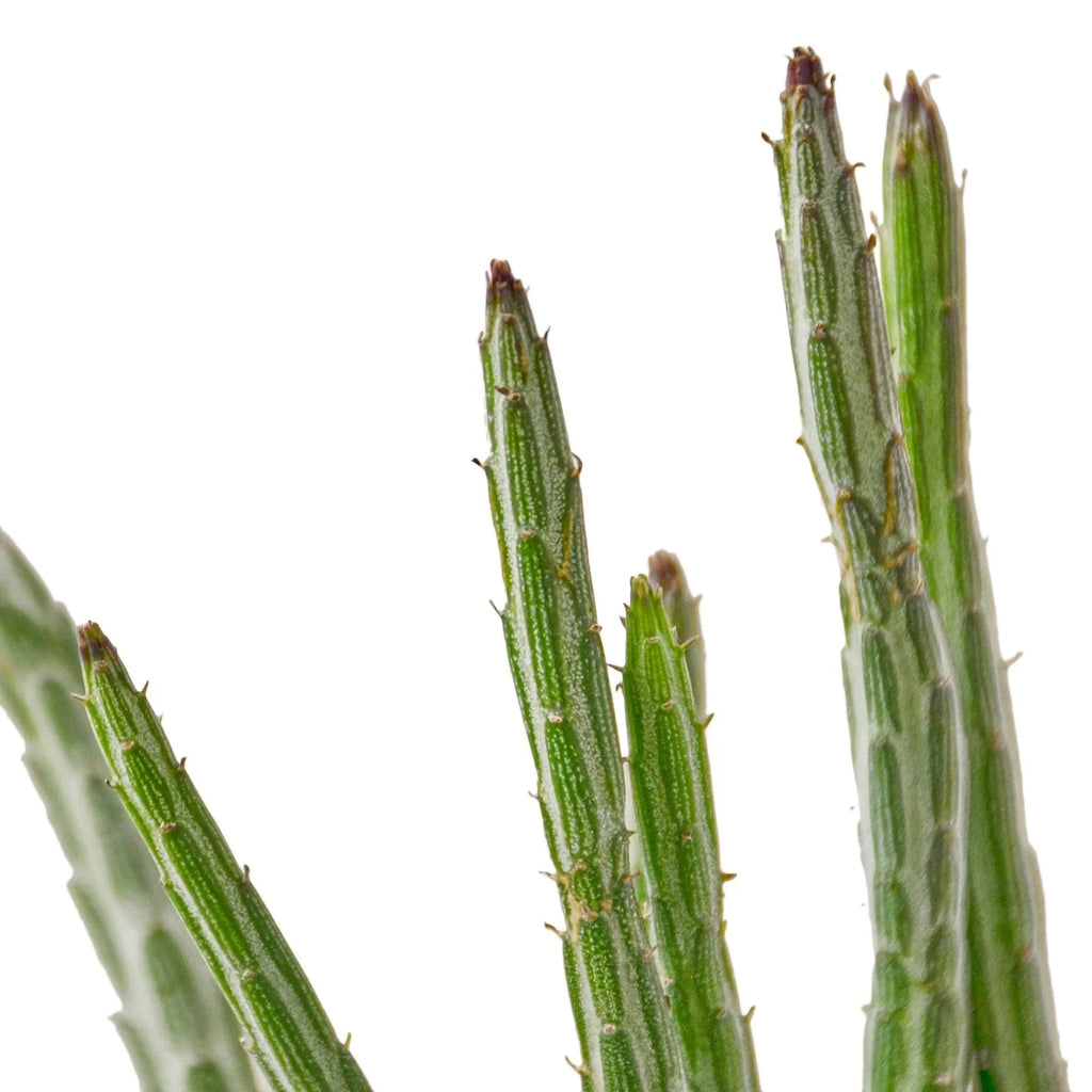 Senecio Stapeliiformis Pickle Plant | 4" Plant | Wiccan Center