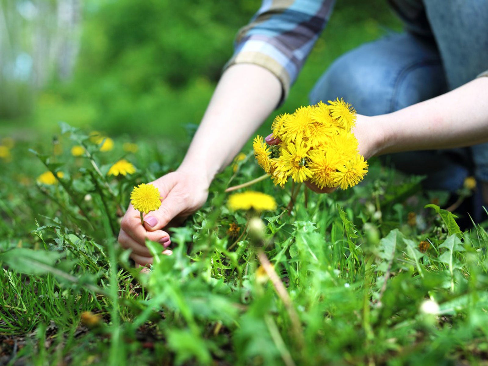 DandiPure™ – Wild Dandelion Seed | Pollinator-Friendly, Edible, Chemical-Free Lawn | | Wiccan Center