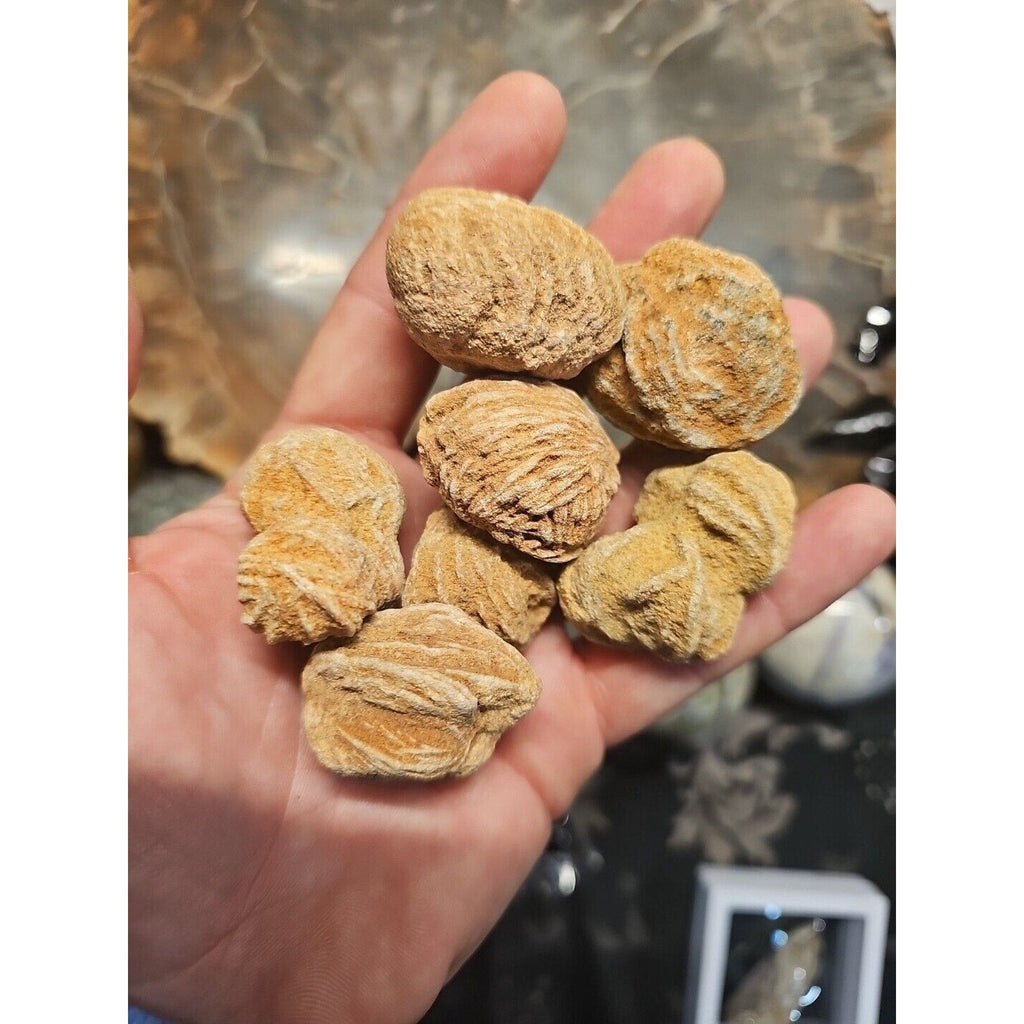 Desert Rose Selenite Mineral Specimen — Clarity & Stress Relief Crystal | CrystalCloud Company