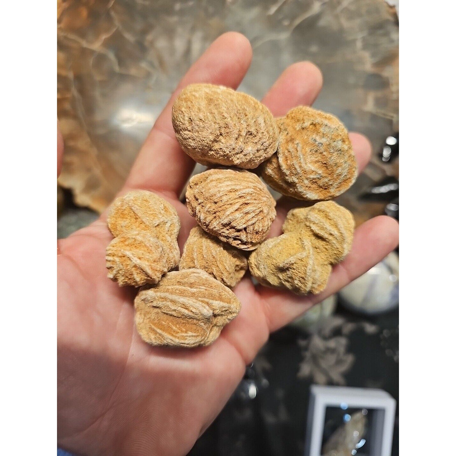 Desert Rose Selenite Mineral Specimen — Clarity & Stress Relief Crystal | CrystalCloud Company
