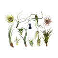 Tillandsia Air Plant Variety w/ Spray - 6 Pack | Air Plants ($4 Ship/12oz) | Wiccan Center