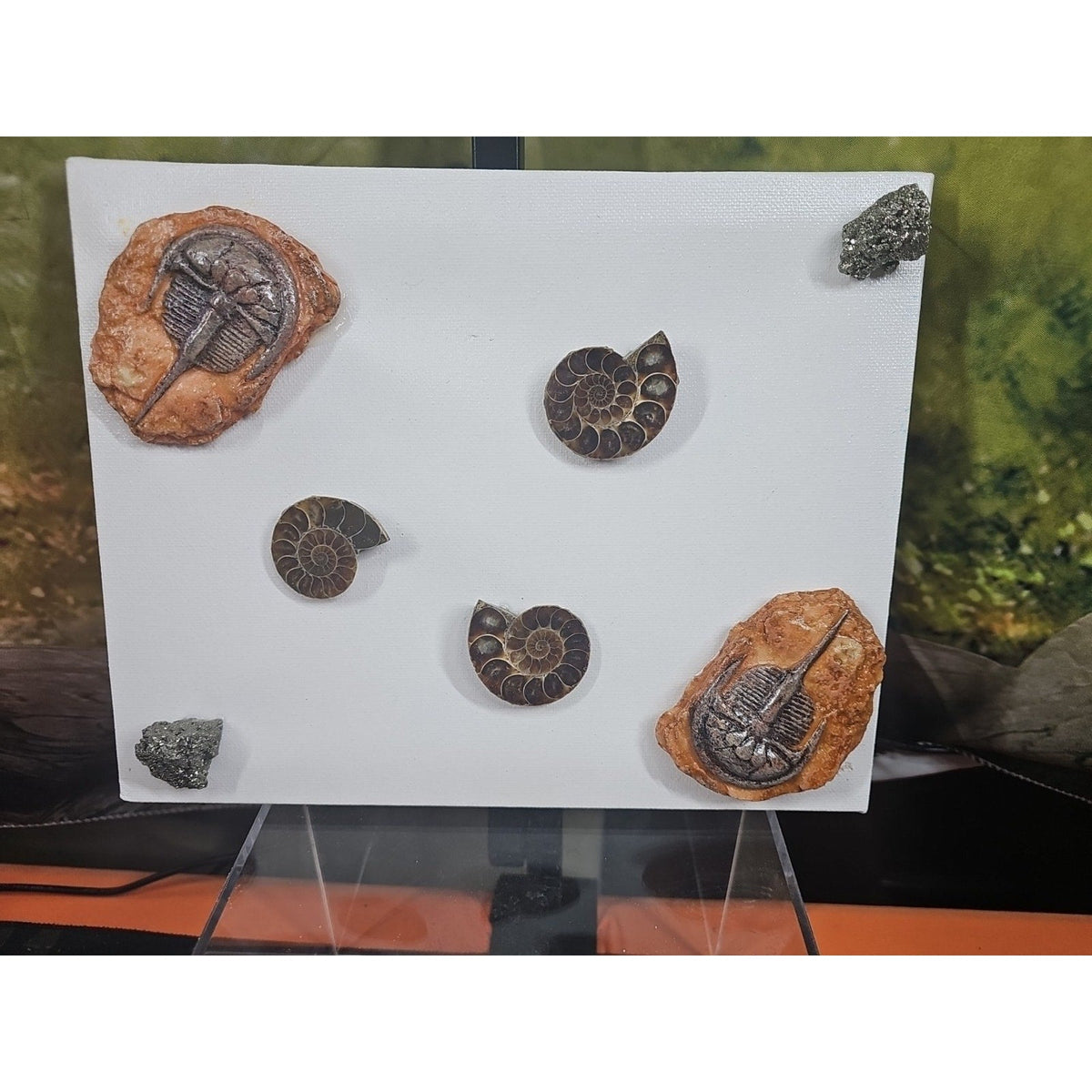 Ammonite Fossil Polished Art | Fossils & Rare Specimens | Wiccan Center