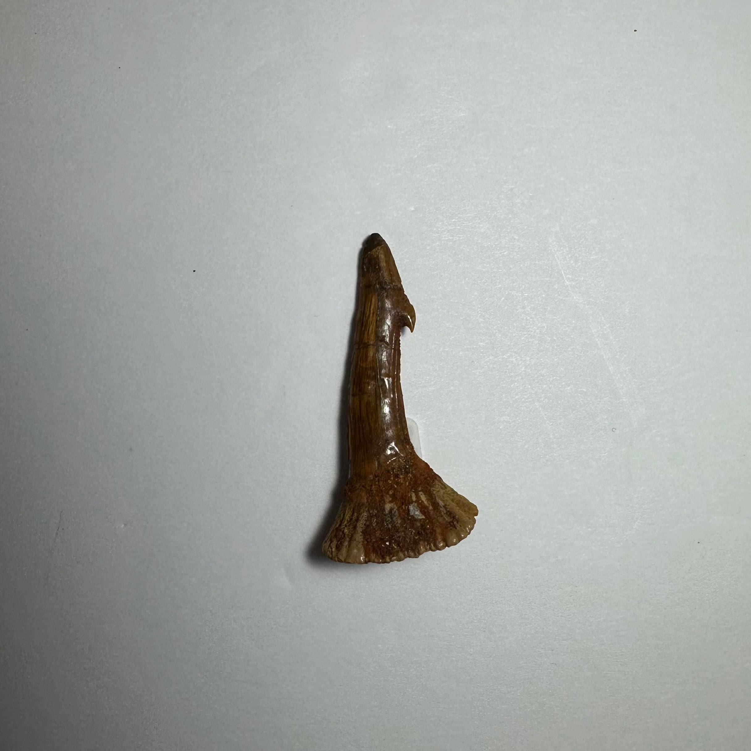 Onchopristis Barb/Tooth (SM) from Morocco | Fossils | Wiccan Center