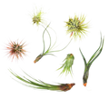 7 Air Plant Variety Pack - Tillandsias | Air Plants ($4 Ship/12oz) | Wiccan Center