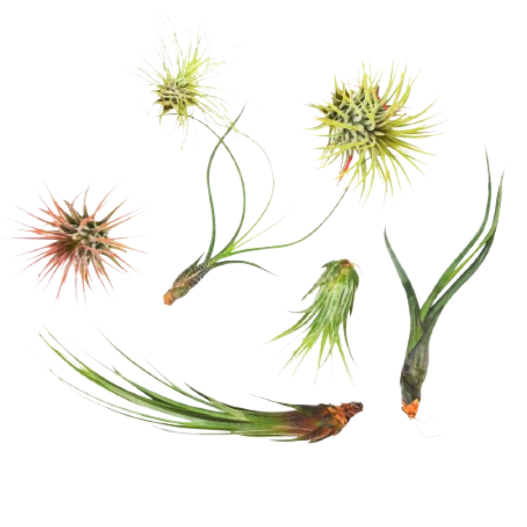 7 Air Plant Variety Pack - Tillandsias | Air Plants ($4 Ship/12oz) | Wiccan Center