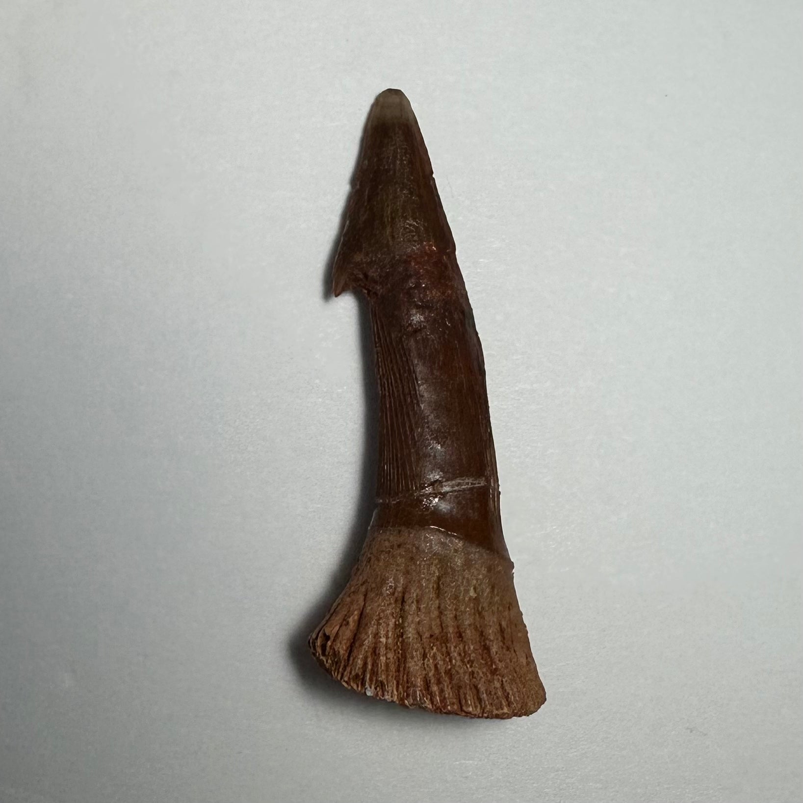 Onchopristis Barb/Tooth (MD) | Fossils | Wiccan Center