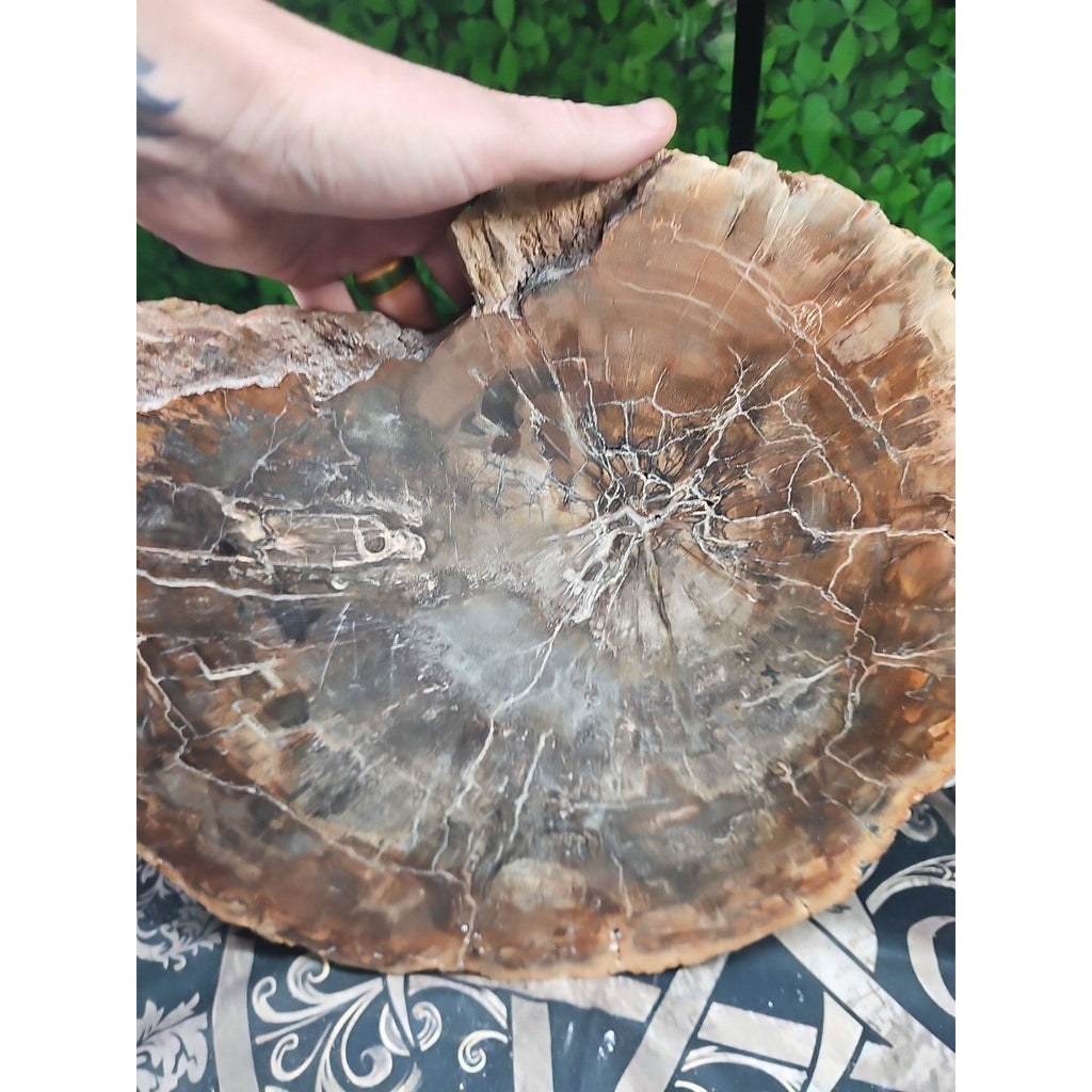 27.3 lb Fossil Wood Quartz Hedgehog Sculpture — Artisan Mineral Statement Piece | CrystalCloud Company