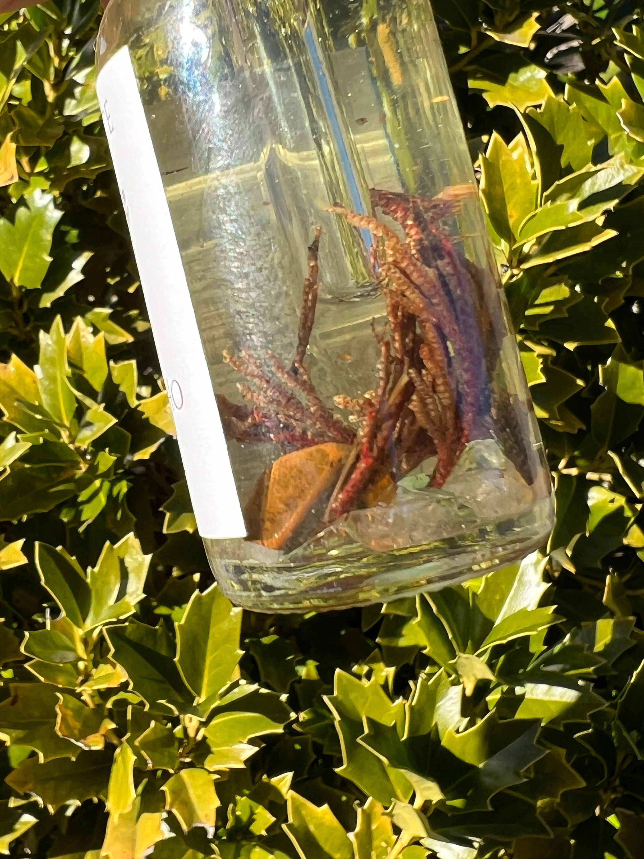 Rose of Jericho Ritual Oil | The Resurrection Plant | Witch Protection Manifestation New Beginnings Lucky Empath Spell Magickal Altar Tool | | Wiccan Center