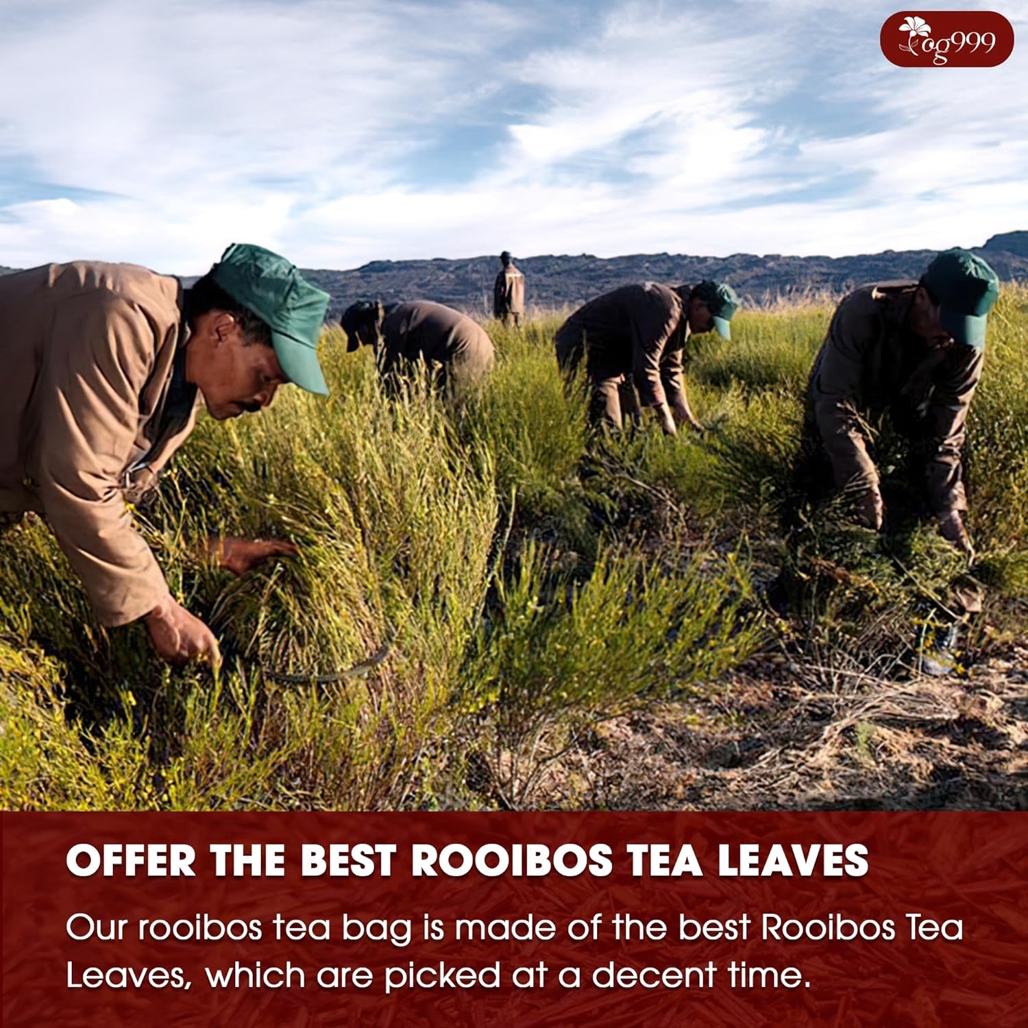 Premium Red Rooibos Tea Bags, 100% Natural & Pure from Rooibos Tea Leaves. Loose Leaf Rooibos Herbal Tea. Made with Natural Material Tea Bags. No Sugar, No Caffeine, No Gluten, Vegan. | Tea | Wiccan Center