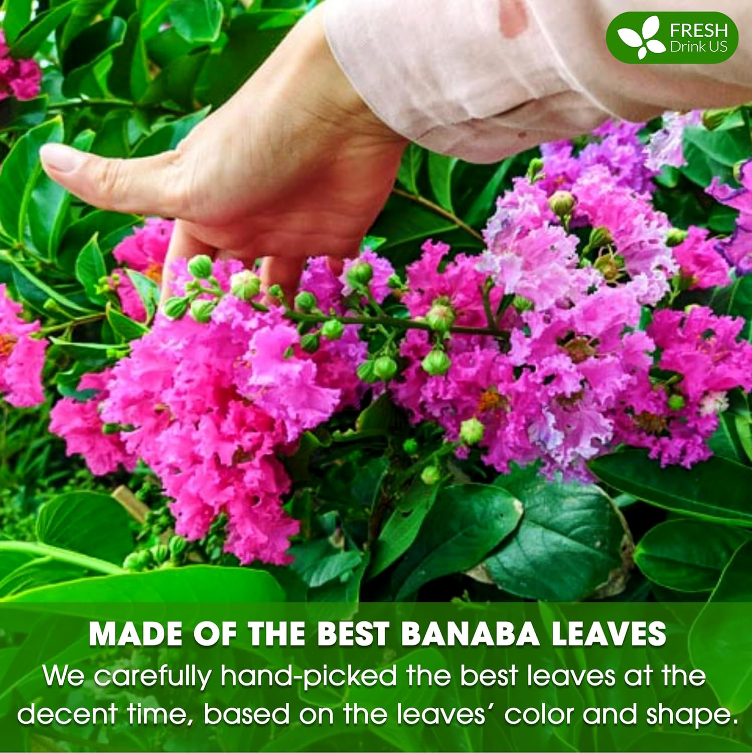 Premium Banaba Dried Leaves | Tea | Wiccan Center