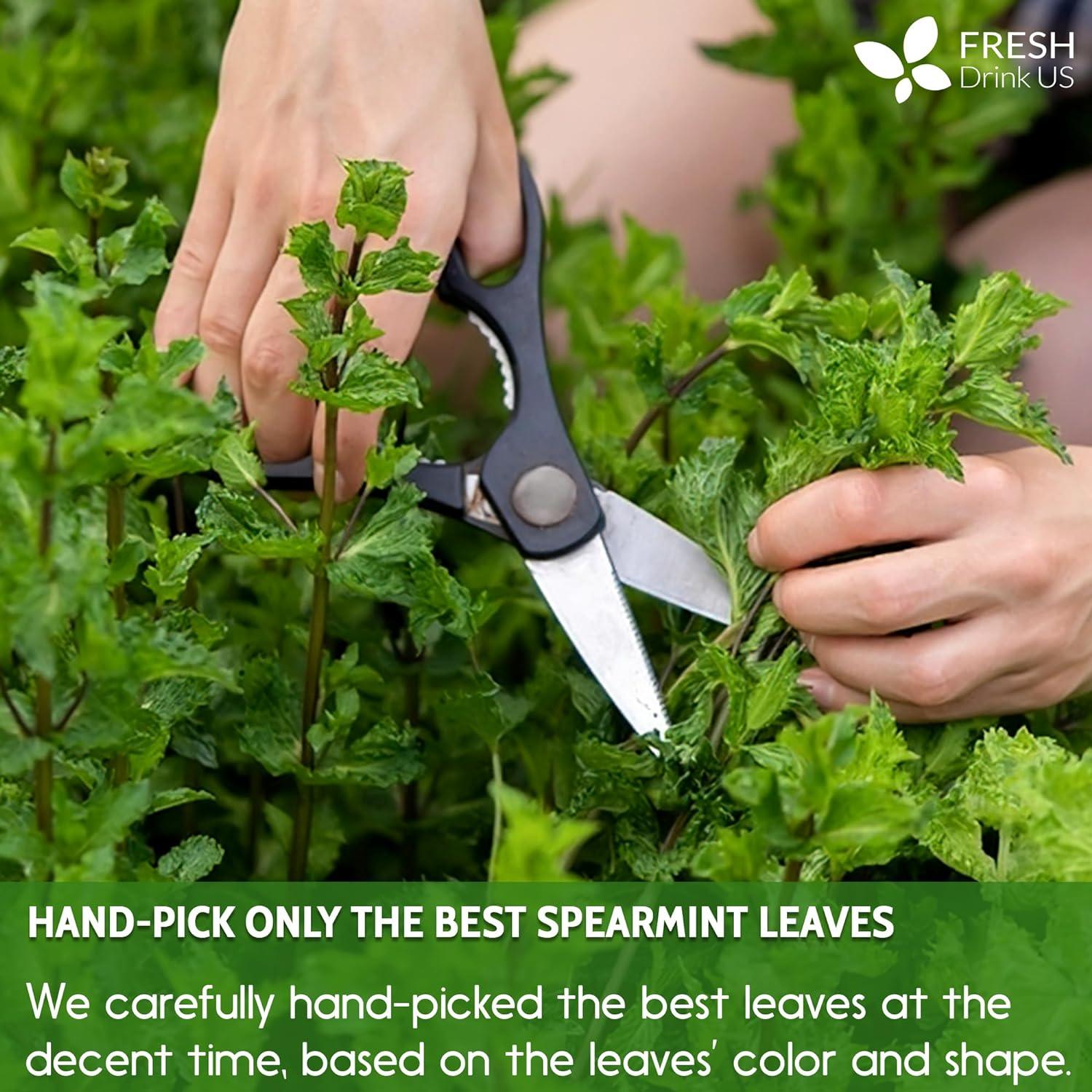 Spearmint Tea Bags, 100% Natural & Pure Spearmint Leaves. Loose Leaf Spearmint Herbal Tea. Spearmint Leaf Tea. No Sugar, No Caffeine, No Gluten, Vegan. | Tea | Wiccan Center