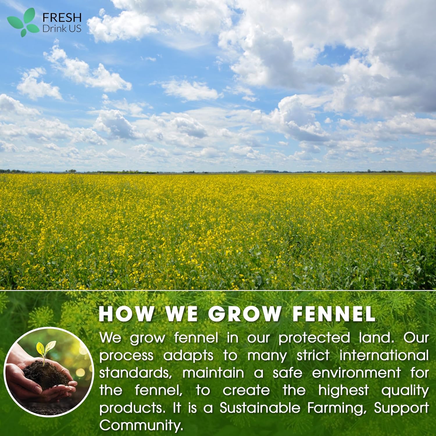 Premium Fennel Tea Bags, 100% Natural & Pure from Fennel Seeds. Fennel Seed Herbal Tea. Fennel Seed Tea. Made with Natural Material Tea Bags. No Sugar, No Caffeine, No Gluten, Vegan. | Tea | Wiccan Center